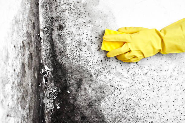Best Black Mold Removal  in Manhattan, NY