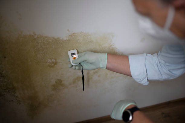 Best Home Mold Removal  in Manhattan, NY