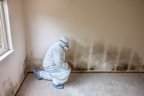 Best Crawl Space Mold Removal  in Manhattan, NY