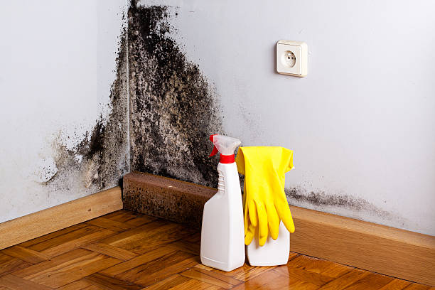 Best Mold Testing  in Manhattan, NY