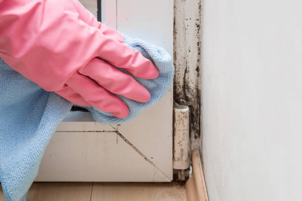 Best Fast Mold Removal  in Manhattan, NY