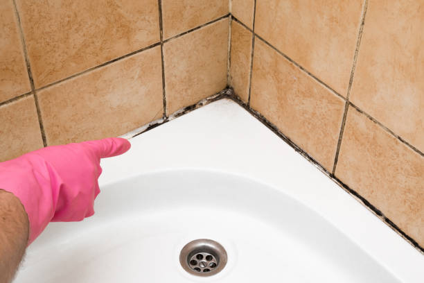 Best Same-Day Mold Removal  in Manhattan, NY
